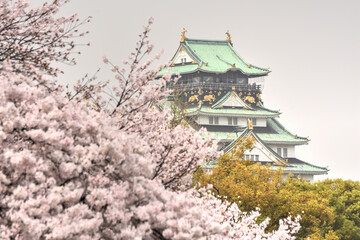 大阪城の桜