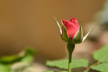 Red rose bud, rose bud petals