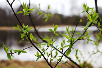 the leaves bloom in spring