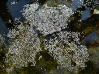 Group of frog egg foam bubble on the water surface, The species of amphibians in Thailand