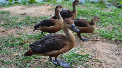 Group of Lesser Whistling Duck standing on dirt land at lakeside, Four brown ducks on the meadow, Water bird at Khao Sam Roi Yot National Park, Thailand