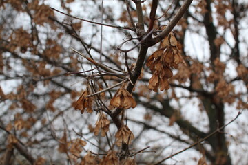 tree in the forest