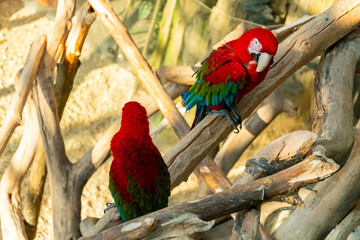 Flock red macaw parrot with a huge beak sitting on the branch in jungle close-up