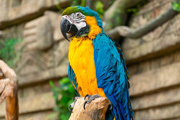 Blue-yellow macaw parrot close-up. Big ara parrot with huge beak on jungle background
