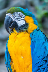 Blue-yellow macaw parrot close-up looks at the camera . Big ara parrot with huge beak