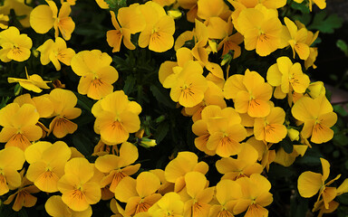 yellow flowers in the park