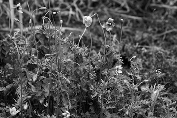 flowers in the grass