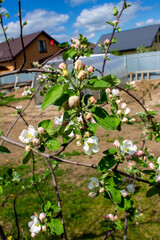 Early spring in the garden, flowers blooms on the branches of the apple tree