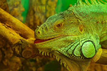 Common green iguana with open mouth look at camera close-up