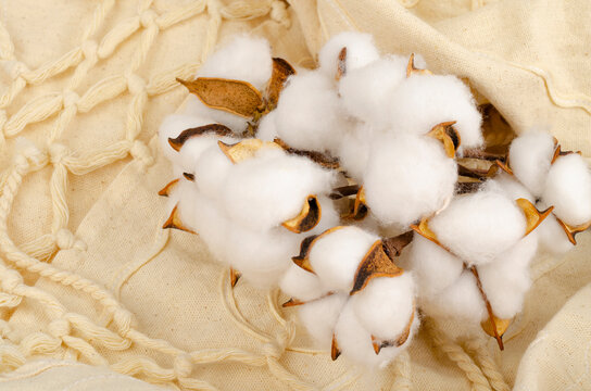 Dried cotton flowers on cotton cloth background. Photo