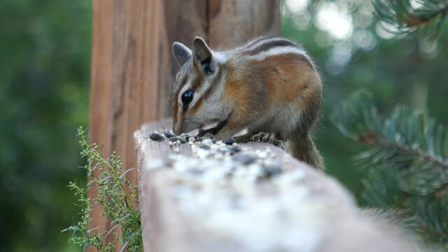 Cute chipmunk sitting on fence rail and eating bird seed