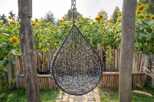 The hanging chairs in a garden on sunny summer day