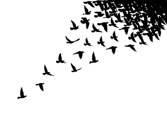 Flying birds silhouettes on white background. Vector illustration. isolated bird flying. tattoo design.