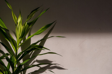 Indoor house plant with shadows on white wall 