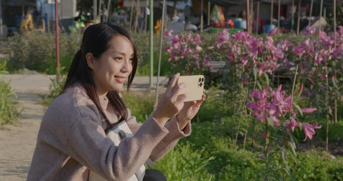 Woman use cellphone to take photo at lily flower farm