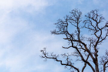 Close-up Treetops without leaves, dead trees, sky background, thin white clouds, leave some space for text.