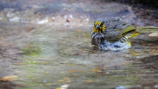 Little bird take a bath
