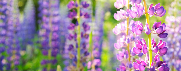 Summer banner of purple lupins