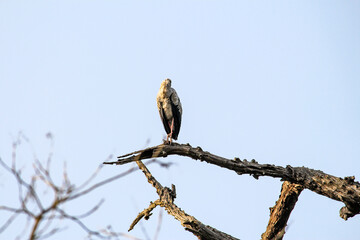 vulture on branch