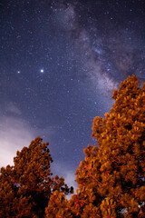 Milkyway through the forest