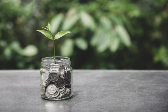 Saving Money Concept.Plant Growing Out Of Coins On  Table