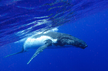 Obraz premium ザトウクジラ