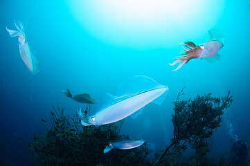 アオリイカの産卵