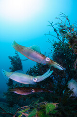 Fototapeta premium アオリイカの産卵