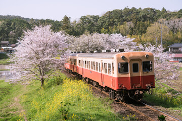 Kominato Line train on railway and cherry blossoms in spring, Chiba, Japan　桜とローカル線...