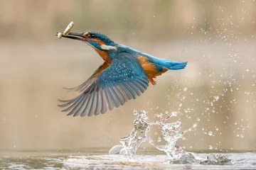 Fotobehang IJsvogel European Kingfisher in flight, bright blue and orange bird with wings spread. Dynamic action photograph of the bird.  (Alcedo Atthis)  © Chris Chambers