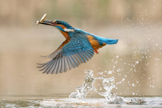 European Kingfisher in flight, bright blue and orange bird with wings spread. Dynamic action photograph of the bird.  (Alcedo Atthis)