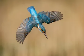 Fotobehang IJsvogel European Kingfisher in flight, bright blue and orange bird with wings spread. Dynamic action photograph of the bird.  (Alcedo Atthis)  © Chris Chambers
