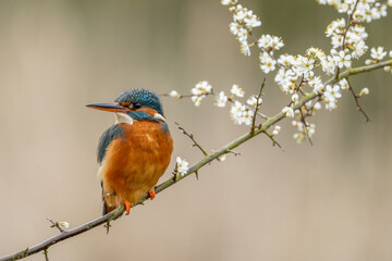 Kingfisher (Alcedo Atthis) European river hunting bird with distinctive blue and orange feathers. ...