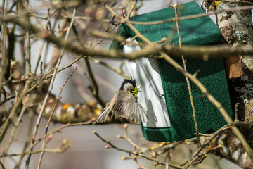 Fototapeta premium Meise bei Nisten