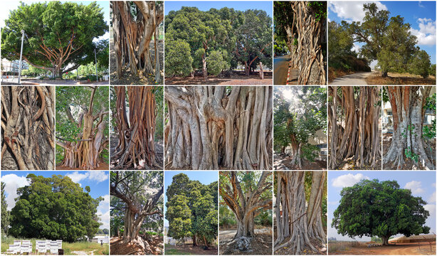 Old ficus trees, Ficus obliqua, Ficus sycomorus and Ficus microcarpa. Collage 