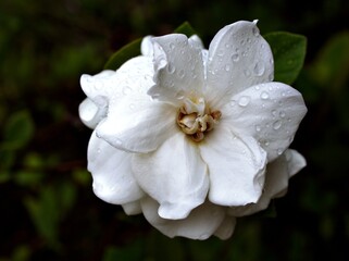 White flower gardenia jasminoides Cape jasmine with water drops in garden and macro image ,white flower