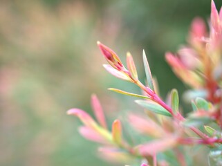 Fototapeta premium Pine leaves Melaleuca alternifolia ,tea tree, herb plant with soft focus in garden sweet pink blurred background ,close up of pink flowers
