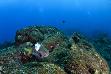 傷ついたスズメダイ