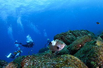 傷ついたスズメダイ