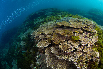 珊瑚と海藻