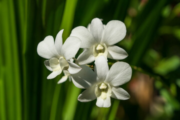 Obraz na płótnie Canvas White orchid flowers in tropical garden, Thailand. Close up