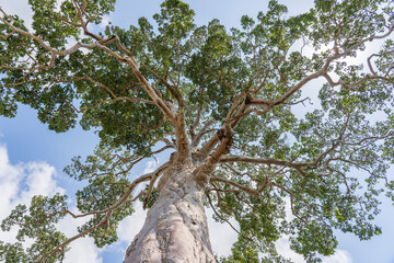 Big tropical tree with sky background, view from below. Island Koh Phangan, Thailand