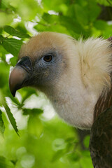 Tête de Vautour fauve