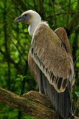 vautour fauve dans un zoo