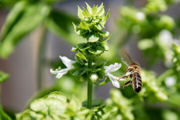 Bee Landing on Basil