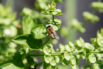 Bee on Basil 1