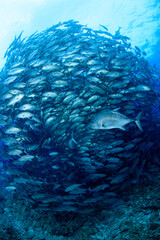 ギンガメアジとロウニンアジ