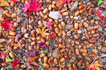 山道の地面に落ちているたくさんの団栗と紅葉の風景3