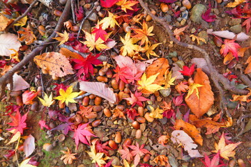 山道の地面に落ちているたくさんの団栗と紅葉の風景1