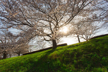 Fototapeta na wymiar 大きな桜と差し込む夕日②